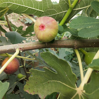 丰产黄无花果苗春秋种植成活率高3公分丰产黄无花果苗价格及报价